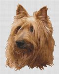 (image for) Australian Terrier